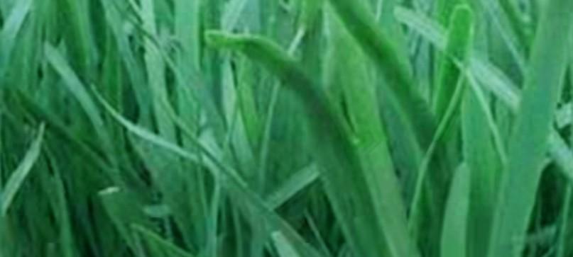 韭菜从种到收全攻略！老农自用秘籍，照做棵棵粗壮，好吃到停不下