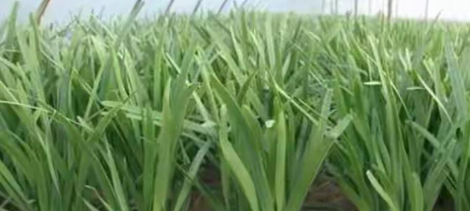 韭菜从种到收全攻略！老农自用秘籍，照做棵棵粗壮，好吃到停不下