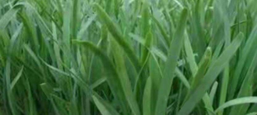 韭菜从种到收全攻略！老农自用秘籍，照做棵棵粗壮，好吃到停不下