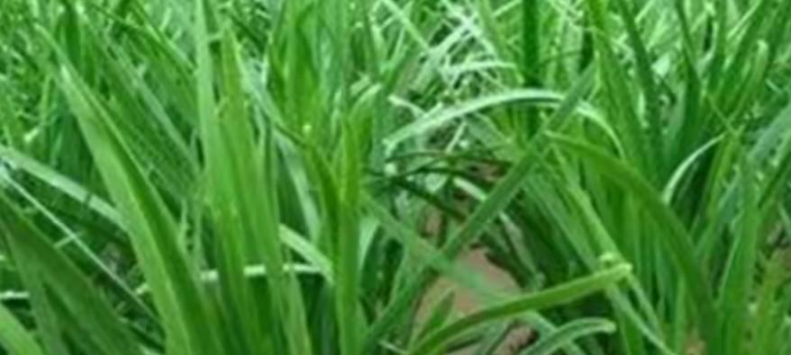 韭菜从种到收全攻略！老农自用秘籍，照做棵棵粗壮，好吃到停不下