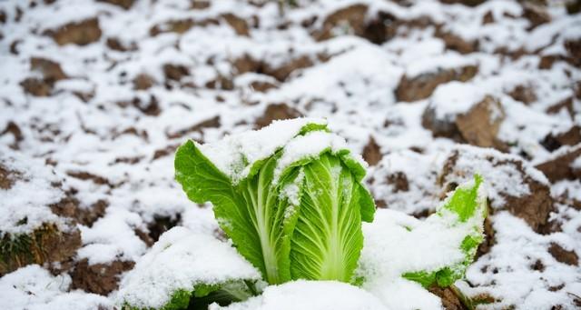 寒潮锁定我国，降温地图亮红灯！新疆暴雪打头阵，多地跌幅超14℃