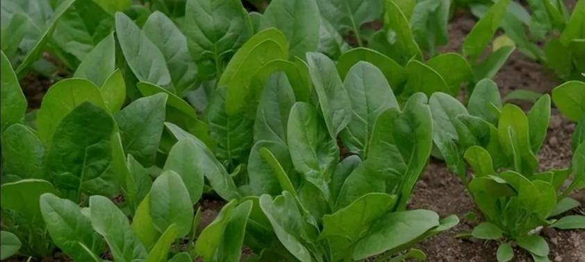 12月种这6种“抗冻菜”，零下也能长，从现在吃到开春，太值了