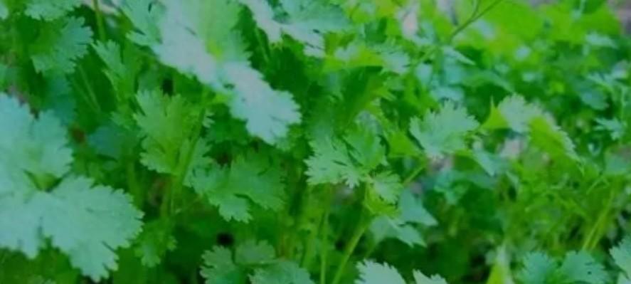 12月种这6种“抗冻菜”，零下也能长，从现在吃到开春，太值了