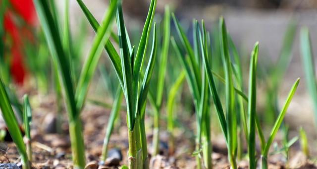 12月种这6种“抗冻菜”，零下也能长，从现在吃到开春，太值了