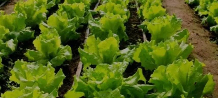 12月种这6种“抗冻菜”，零下也能长，从现在吃到开春，太值了