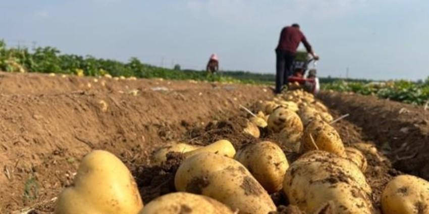 种土豆不能不知的几个关键点，结的多个头还大，离开这几点真不行