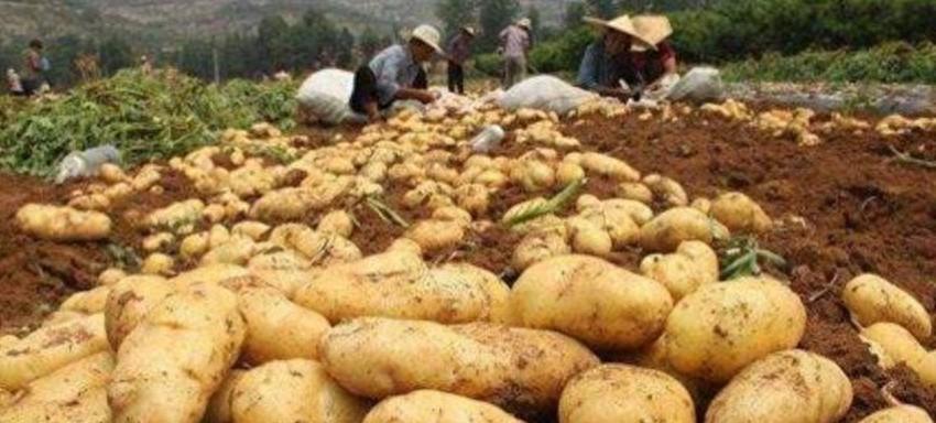 种土豆不能不知的几个关键点，结的多个头还大，离开这几点真不行