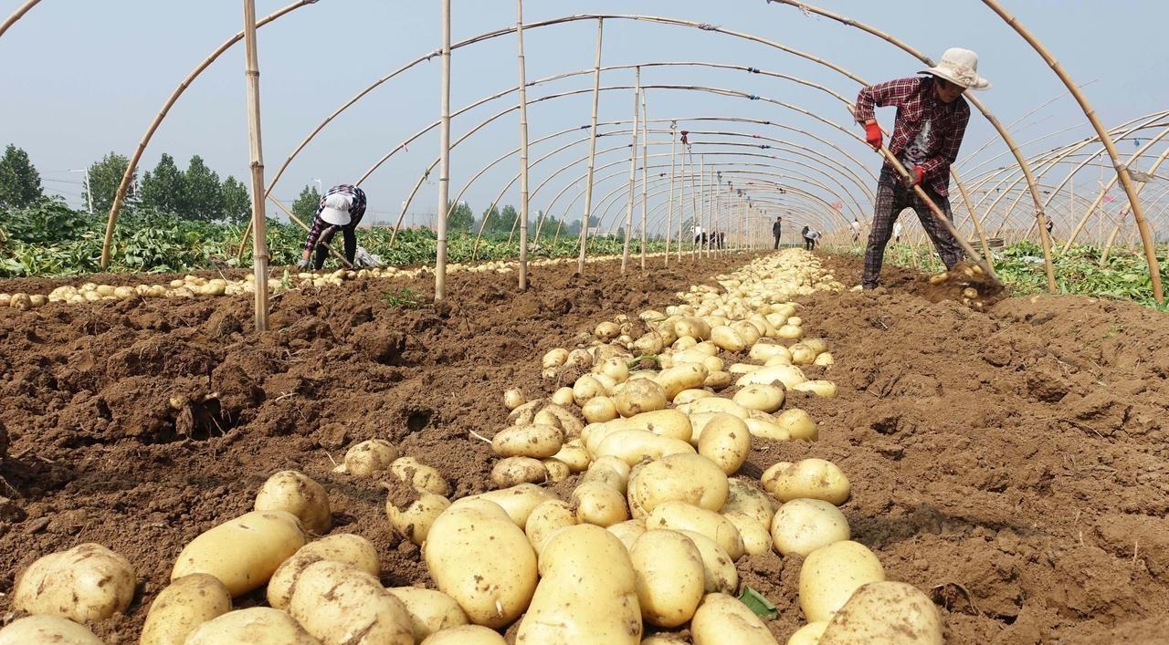 种土豆不能不知的几个关键点，结的多个头还大，离开这几点真不行