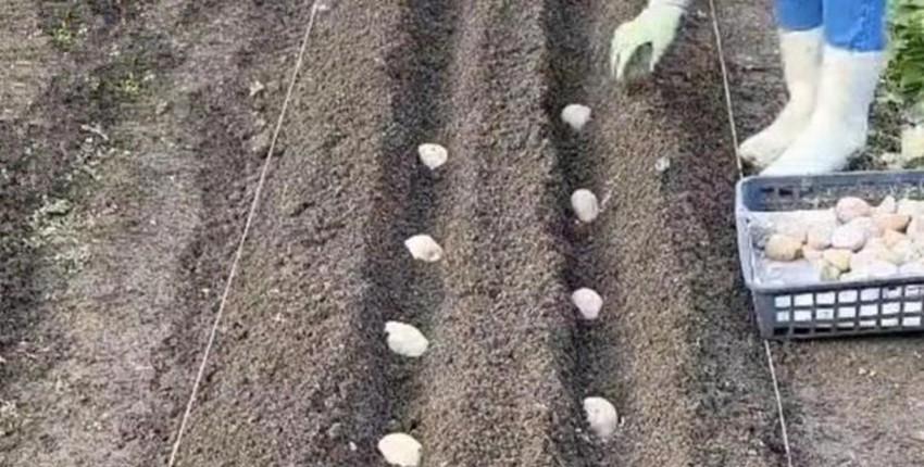 种土豆不能不知的几个关键点，结的多个头还大，离开这几点真不行