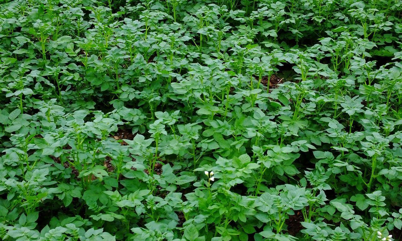 种土豆不能不知的几个关键点，结的多个头还大，离开这几点真不行