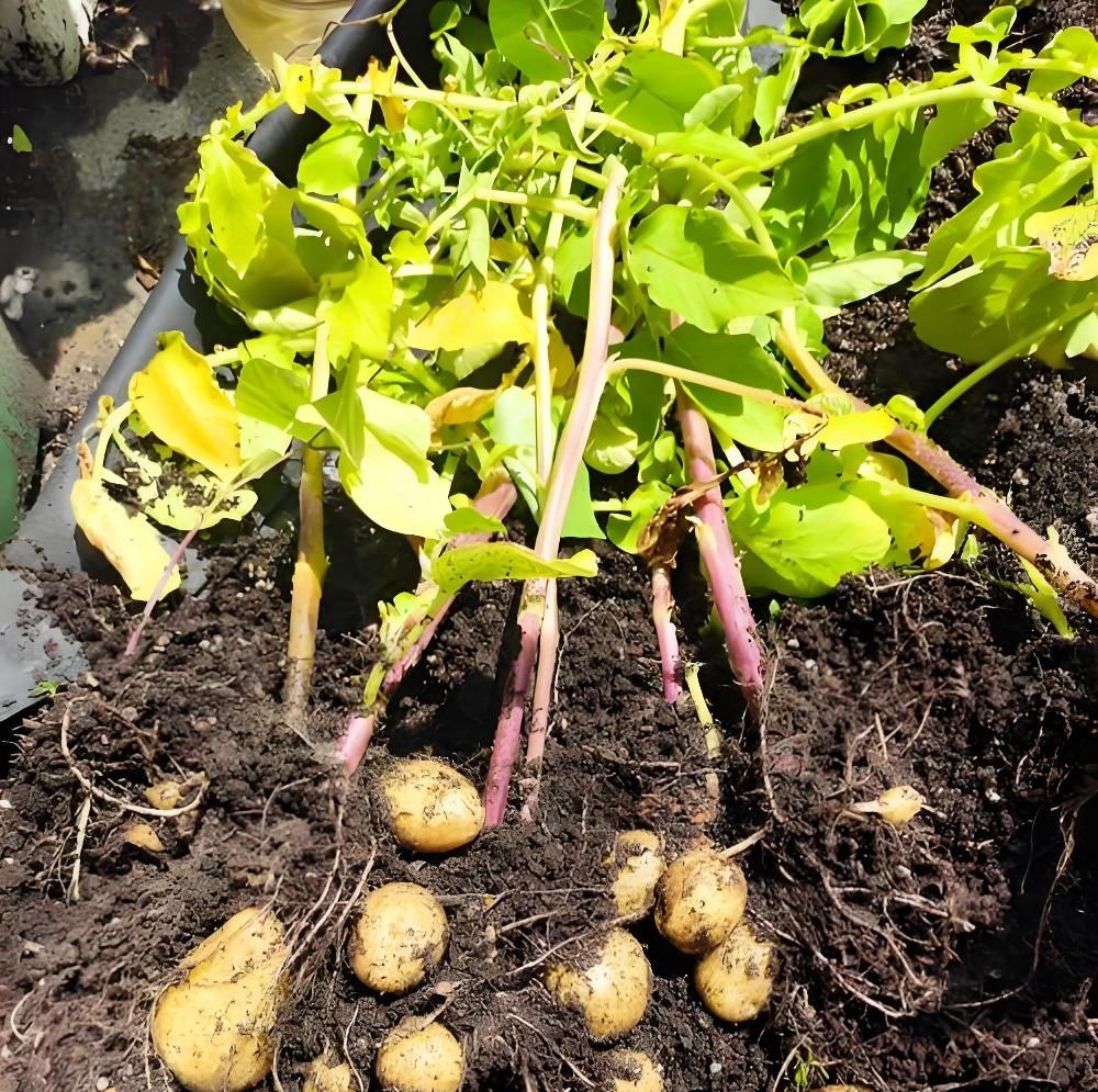 种土豆别乱埋！老农总结‘3坑4忌’，结的土豆一窝30个！