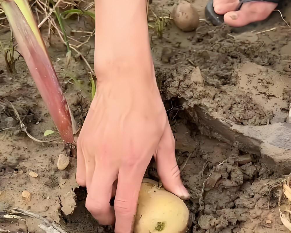 种土豆别乱埋！老农总结‘3坑4忌’，结的土豆一窝30个！