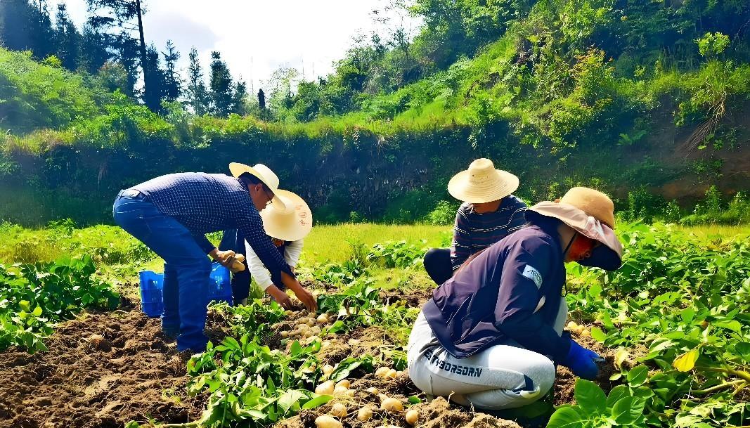 种土豆别乱埋！老农总结‘3坑4忌’，结的土豆一窝30个！