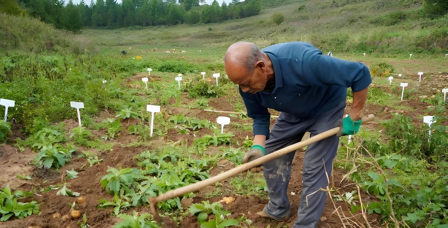 种土豆别乱埋！老农总结‘3坑4忌’，结的土豆一窝30个！