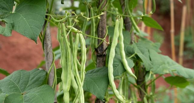 有个小院子，种种菜、养养鸡、晒晒太阳，才是最奢侈的养生