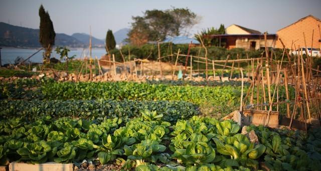 有个小院子，种种菜、养养鸡、晒晒太阳，才是最奢侈的养生