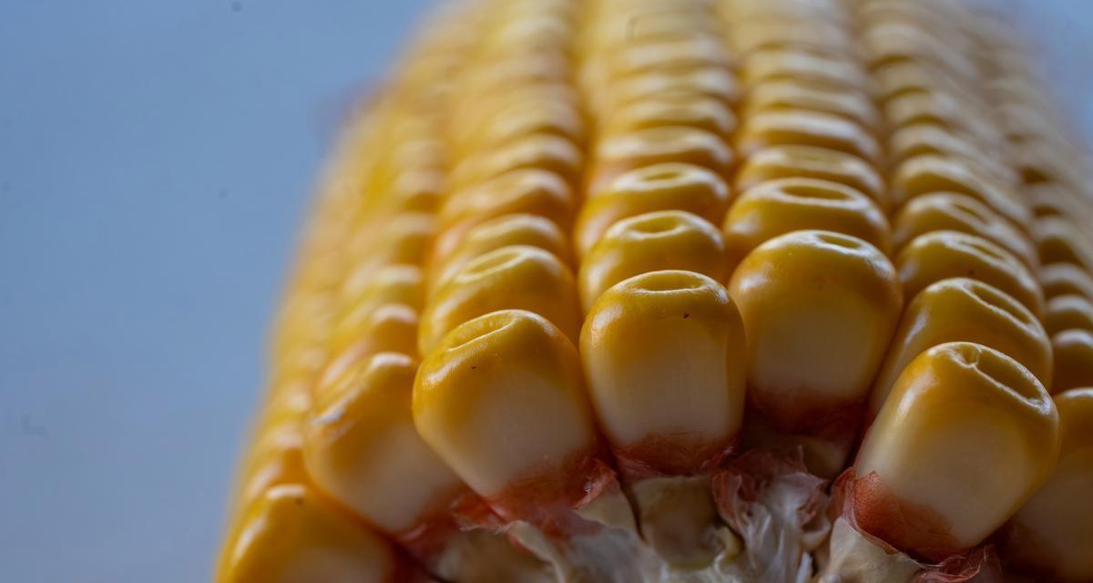 春播玉米选择品种是红轴品种好还是白轴品种好呢？