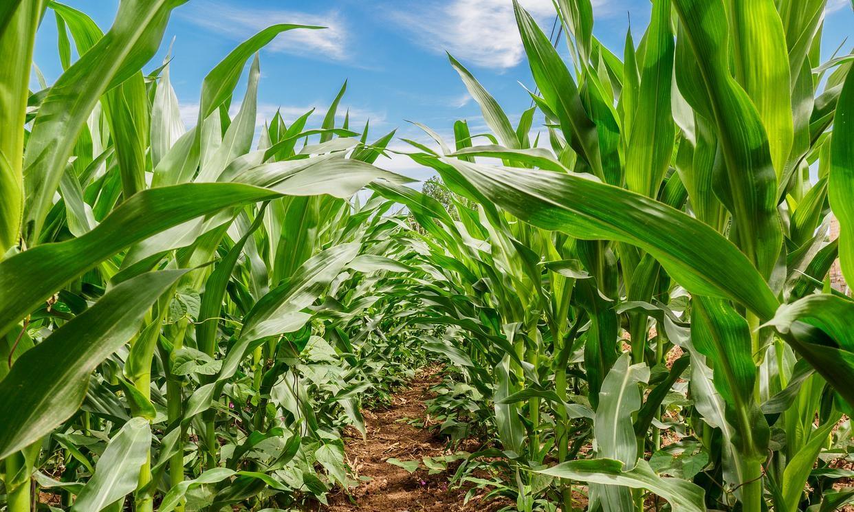 春播玉米选择品种是红轴品种好还是白轴品种好呢？