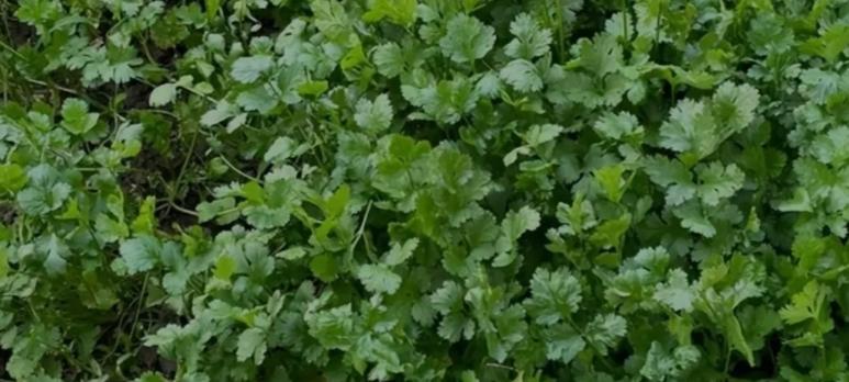 老菜农揭秘：这些蔬菜忌用复合底肥！90%人不懂吃亏记牢少走弯路