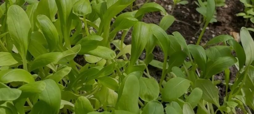 老菜农揭秘：这些蔬菜忌用复合底肥！90%人不懂吃亏记牢少走弯路