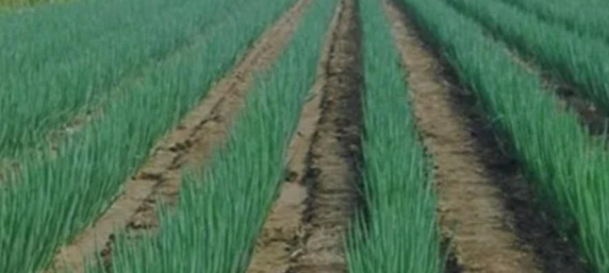 韭菜、葱、大蒜施肥别瞎来！忌这3种肥，爱那3种肥弄错就黄叶干尖