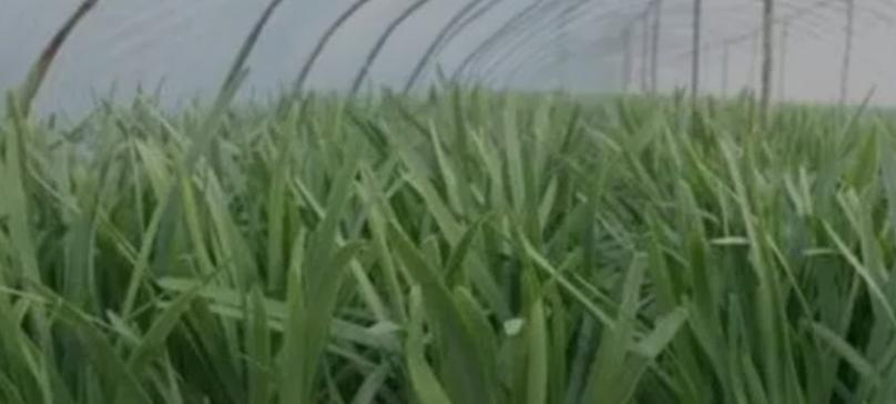 韭菜、葱、大蒜施肥别瞎来！忌这3种肥，爱那3种肥弄错就黄叶干尖