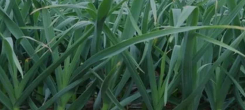 韭菜、葱、大蒜施肥别瞎来！忌这3种肥，爱那3种肥弄错就黄叶干尖