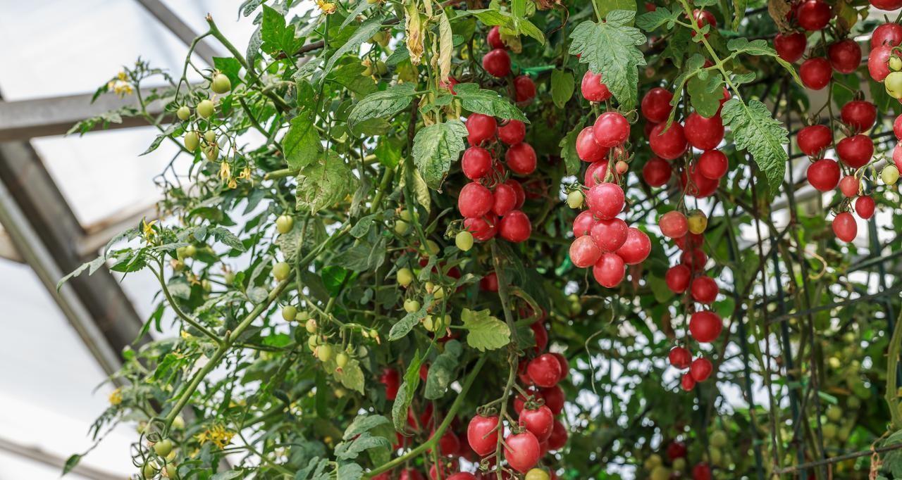 有机肥要发酵多长时间？各种肥料用后多长时间见效？有效期多长？