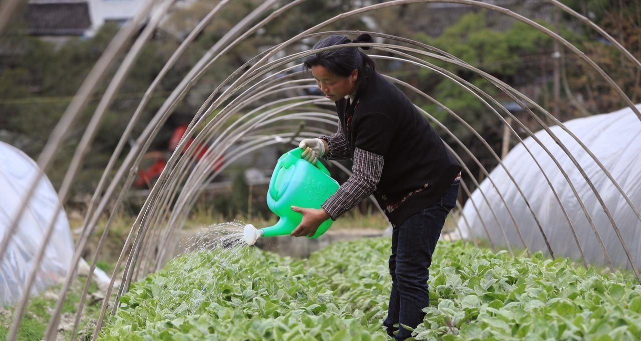 有机肥要发酵多长时间？各种肥料用后多长时间见效？有效期多长？
