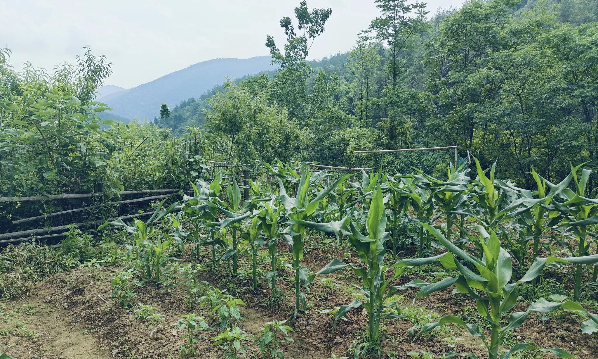 一个人去种菜的多吗？有没有觉得很孤独？且听我先说