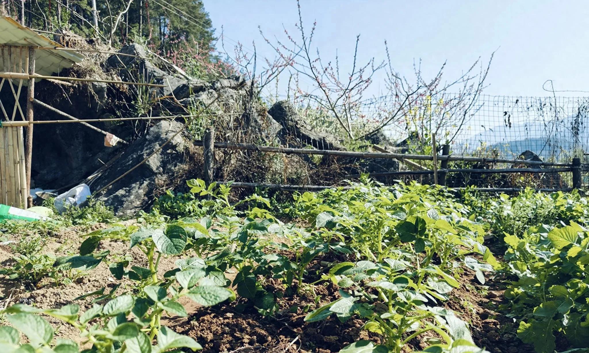 一个人去种菜的多吗？有没有觉得很孤独？且听我先说