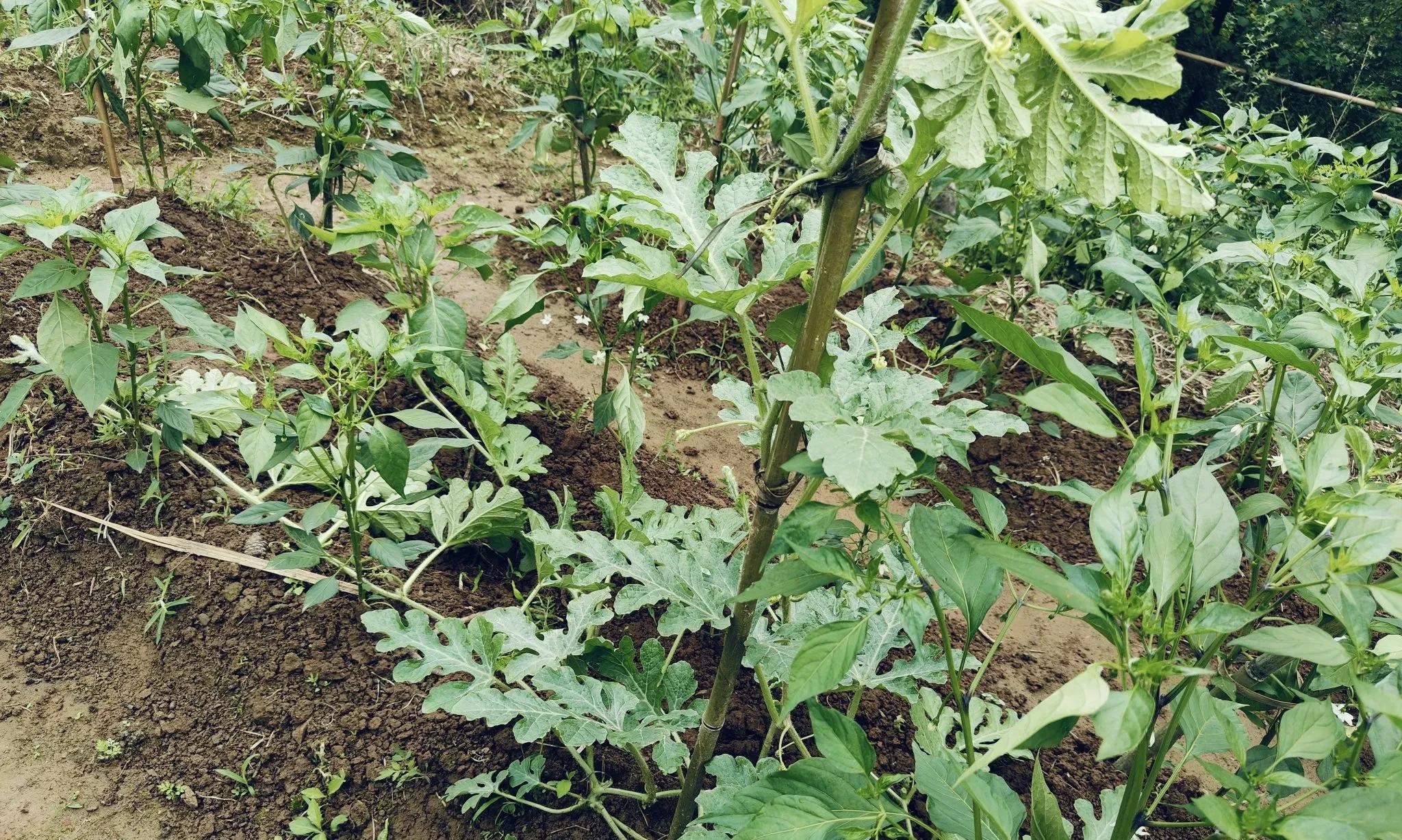 一个人去种菜的多吗？有没有觉得很孤独？且听我先说