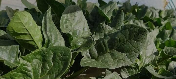 天冷也能种！12月下旬种这4种抗冻菜，喜寒长势旺，错过再等一年