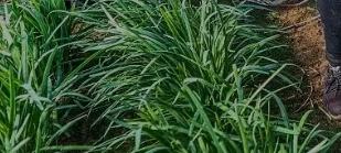 天冷也能种！12月下旬种这4种抗冻菜，喜寒长势旺，错过再等一年