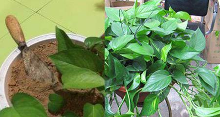 大叶绿萝如何正确浇水?掌握技巧避免烂根!