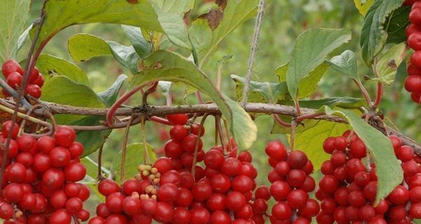 五味子种植条件是什么？气候要求有哪些？