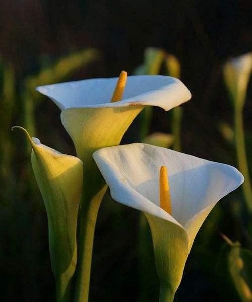 马蹄莲（探寻马蹄莲的寓意与传说）