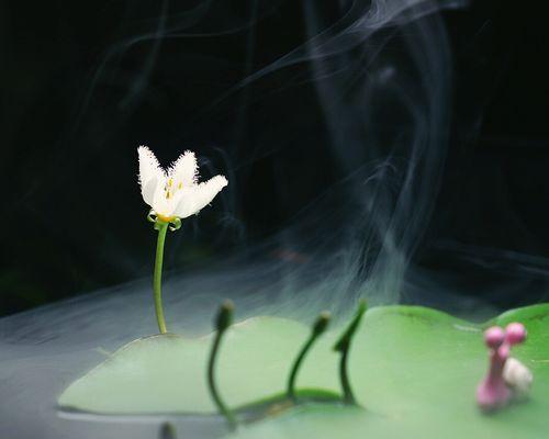 一叶莲的寓意和花语（探寻一叶莲的内涵和象征意义）