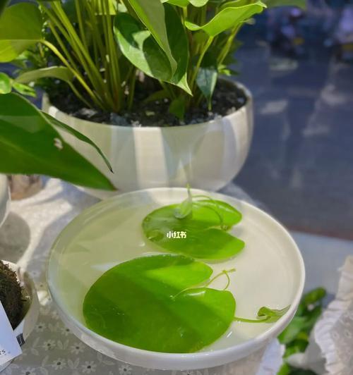 一叶莲的寓意和花语（探寻一叶莲的内涵和象征意义）