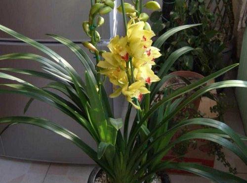 大花蕙兰换盆的最佳时机是什么时候？换盆后如何护理？