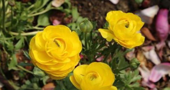 洋牡丹的花语和寓意（揭开洋牡丹的神秘面纱）