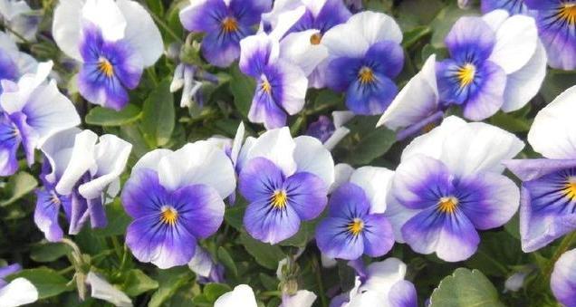 蝴蝶花什么时候开花?花期持续多久?