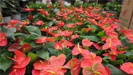 火鹤花的风水寓意及摆放位置（火鹤花带来财运与好运）