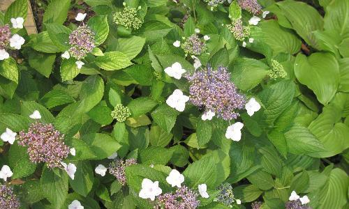 琼花通常是什么颜色的?常见颜色有哪些变化?