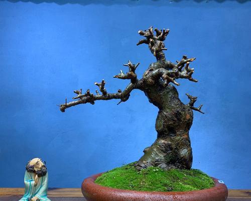 榆树盆景叶子卷曲怎么办？如何补救处理？