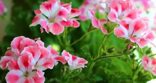 天竺葵的花语与寓意——传递坚强与爱的力量（用天竺葵告诉你关于坚持与爱的故事）