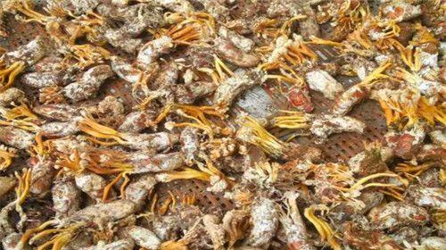 金蝉花食用方法及禁忌人群有哪些？