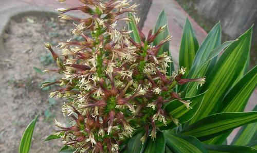 百合竹的风水象征是什么？如何正确摆放以增强风水？