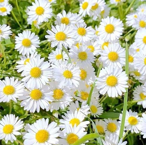 小雏菊花语的深刻寓意（传递爱与希望的小雏菊——探索小雏菊花语的含义与影响）