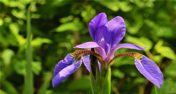 鸢尾草的花语与意义（揭示鸢尾花的深刻象征及其传达的情感）